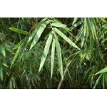 Bamboo Leaf Flavone & Bamboo Leaf Extract